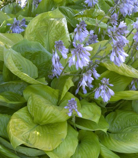 Hosta 'Sum and Substance'